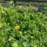 Geum  'Banana Daiquiri'